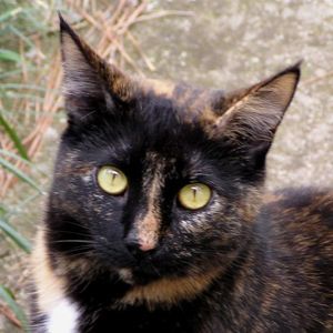 Meet your Posher, Lizzie